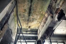 Why You Should Choose Our Mold Remediation Services in West Orange, TX